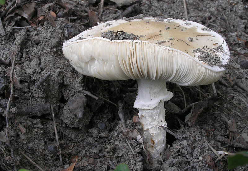 Amanita strobiliformis